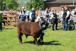 Dexter Bulle Emil Sieger auf der Landesschau 2016 in Viöl