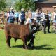 Dexter Bulle Emil Sieger auf der Landesschau 2016 in Viöl