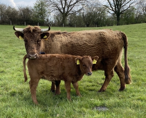 Dexter Kuh Flavia mit Kalb im April 2021